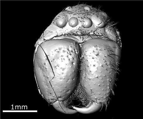 The 49 million-year-old Huntsman spider seen using X-ray computed tomography. 