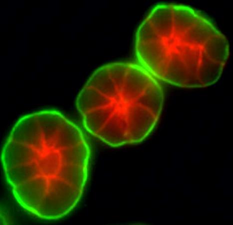 Pictured:A 3D cell culture assay developed by Mina Bissell and her research group enables breast cells to reproduce actual structural units, an advantage that was essential for understanding the role of laminin in breast cancer development.