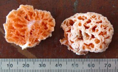 Spongiforma squarepantsii is found in the forests of Borneo. 