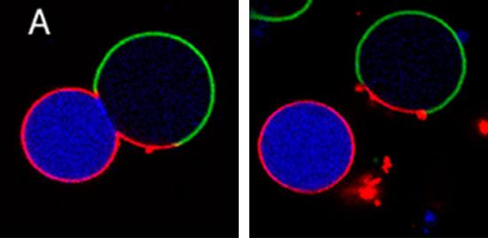 This image shows the asymmetric division of a primitive model cell composed of a lipid membrane that encapsulates a polymer solution. 
