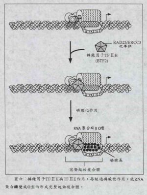转录因子作用机制图