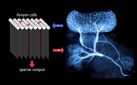 A single "giant", non-spiking, GABAergic interneuron (right) forms an all-to-all negative feedback loop with a population of about 50,000 Kenyon cells. 