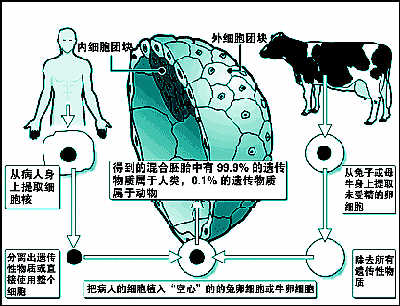 资料图片：半人半兽混合胚胎已存活三天