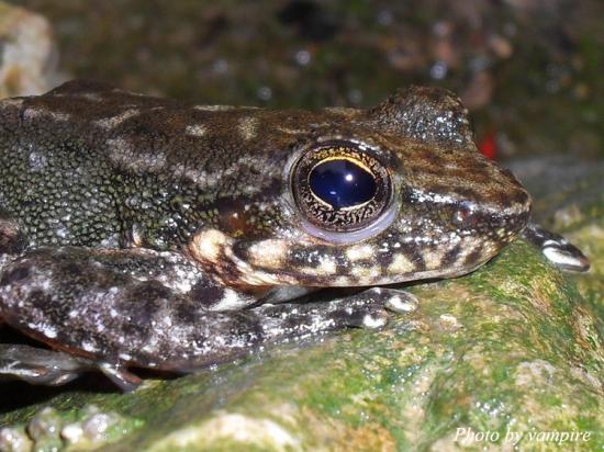 华南湍蛙