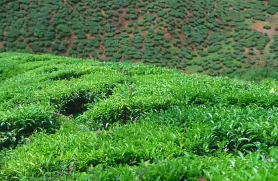 茶