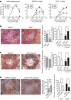 Figure 3: 7α,25-OHC stimulates B-cell and T-cell migration.