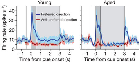 Figure 3: Firing rates of dorsolateral PFC CUE cells remain stable in aged monkeys.