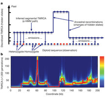 Figure 1: Illustration of the PSMC model and its application to simulated data.