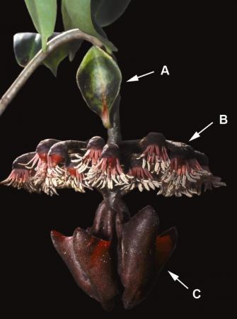 Flowering inflorescence of Marcgravia evenia.
