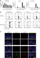 Figure 1: Accumulation of TH17 cells in the small intestine after CD3-specific antibody treatment.