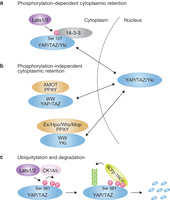 Figure 2: Mechanisms of YAP/TAZ/Yki inhibition by the Hippo pathway.