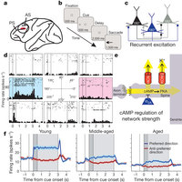 Figure 1: Age-related changes in the PFC networks that subserve working memory.