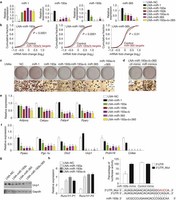 Figure 2: Mir193b–365 is required for brown adipocyte adipogenesis.