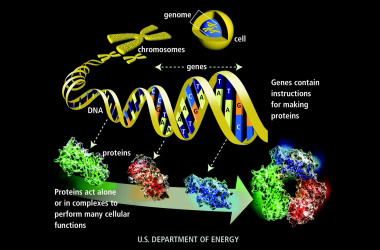 新基因图谱揭示基因组交叉地带