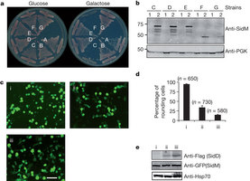 Figure 1: Suppression of the cytotoxicity of SidM by SidD.