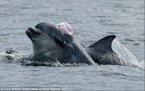 小海豚顶起水母充当礼帽