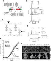 Figure 1: Tse1 and Tse3 are lytic proteins belonging to amidase and muramidase enzyme families.