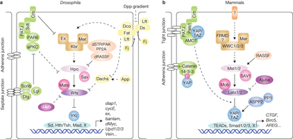 Figure 1: The Hippo pathway in Drosophila and mammals.