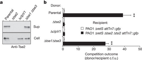 Figure 2: Tse1 and Tse3 are not required for Tse2 export or transfer to recipient cells via the T6S apparatus.