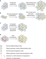 Figure 3: Mechanisms of the Hippo pathway in regulation of organ size and regeneration.