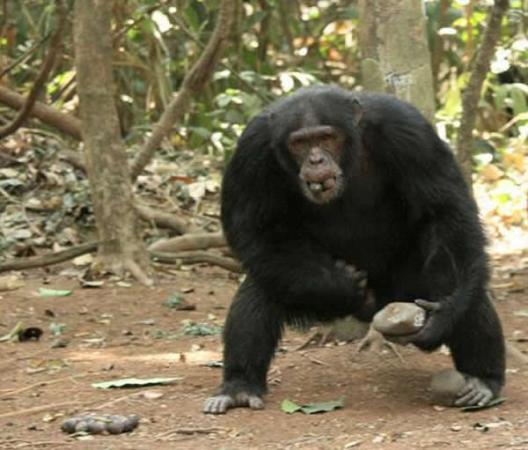 为了一次占有更多资源，黑猩猩双手和嘴里都塞满了食物